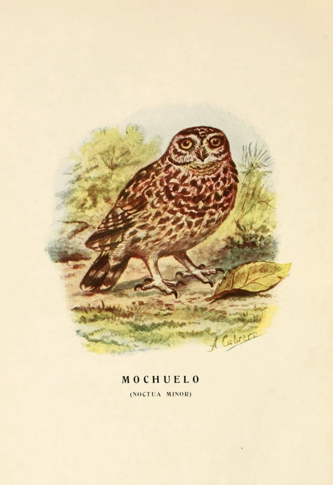 Aves de Rapia y Su Caza 1918 Little Owl 2 Canvas Art - DA Cabrera (24 x 36)