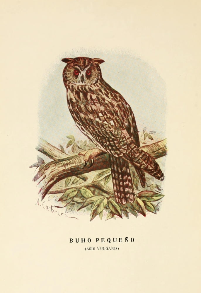 Aves de Rapia y Su Caza 1918 Little Owl Canvas Art - DA Cabrera (18 x 24)