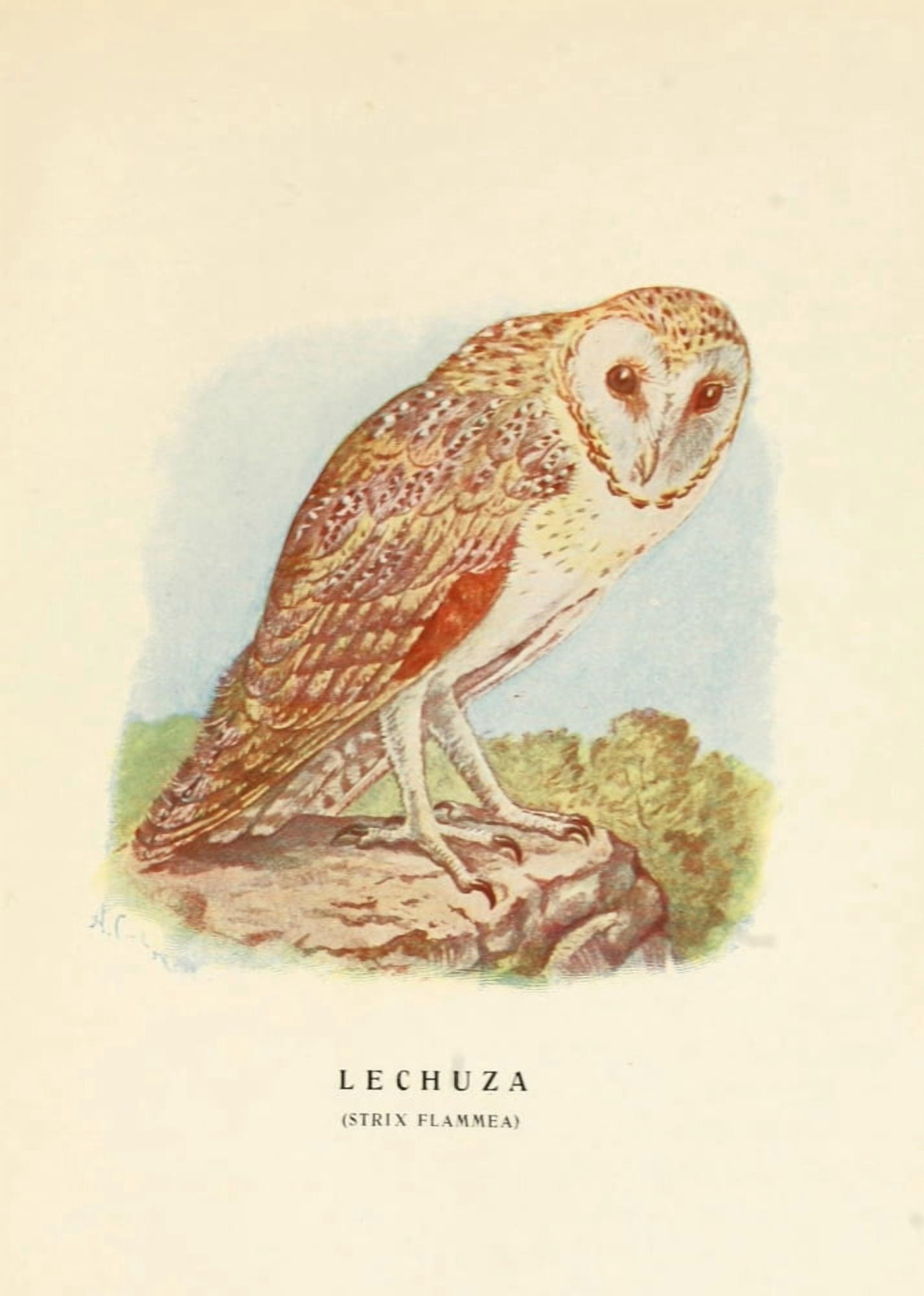 Aves de Rapia y Su Caza 1918 Owl Canvas Art - DA Cabrera (24 x 36)