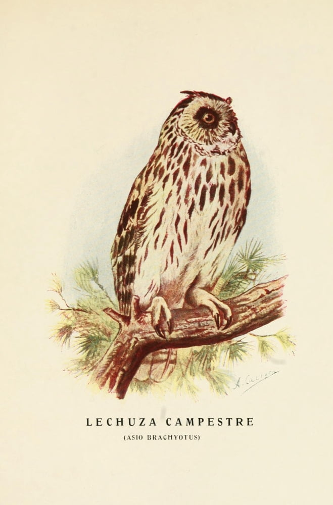 Aves de Rapia y Su Caza 1918 Short-eared Owl Canvas Art - DA Cabrera (18 x 24)