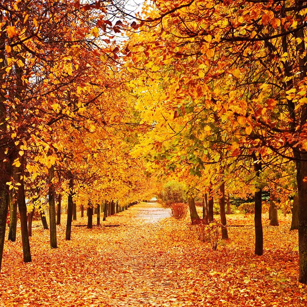 Avezano Fall Shower Curtain Autumn Fabric Curtain for Shower Tree ...