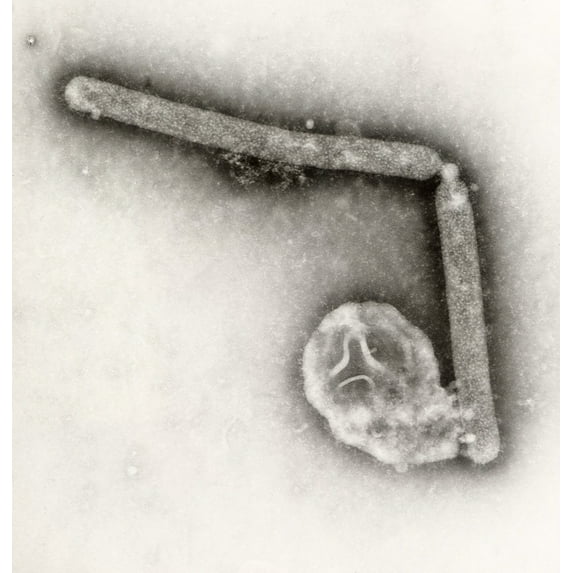 Avian Influenza A Virions. Although This Virus Does Not Typically Infect Humans History (18 x 24)