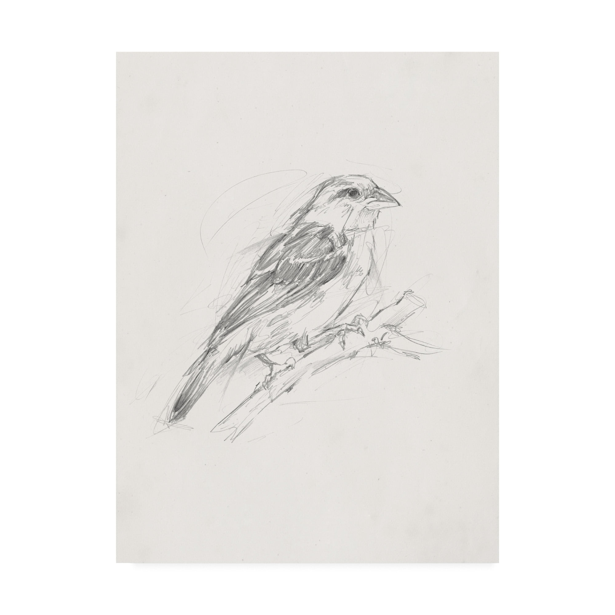 Avian Study II' Canvas Art by Ethan Harper
