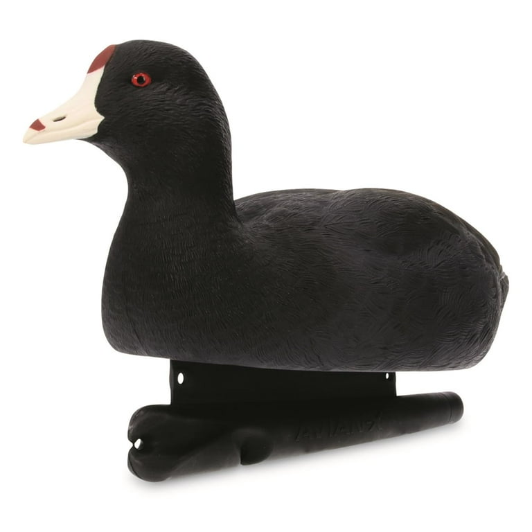 AvianX TopFlight Coot Decoys Cabela's, 47 OFF