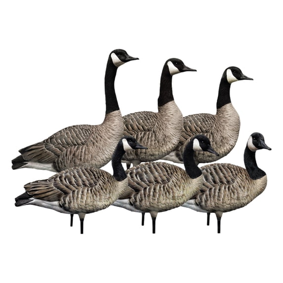 Avian X AXP 6 Piece Honker Sentry Walker Realistic Hunting Decoy, 2 Pack