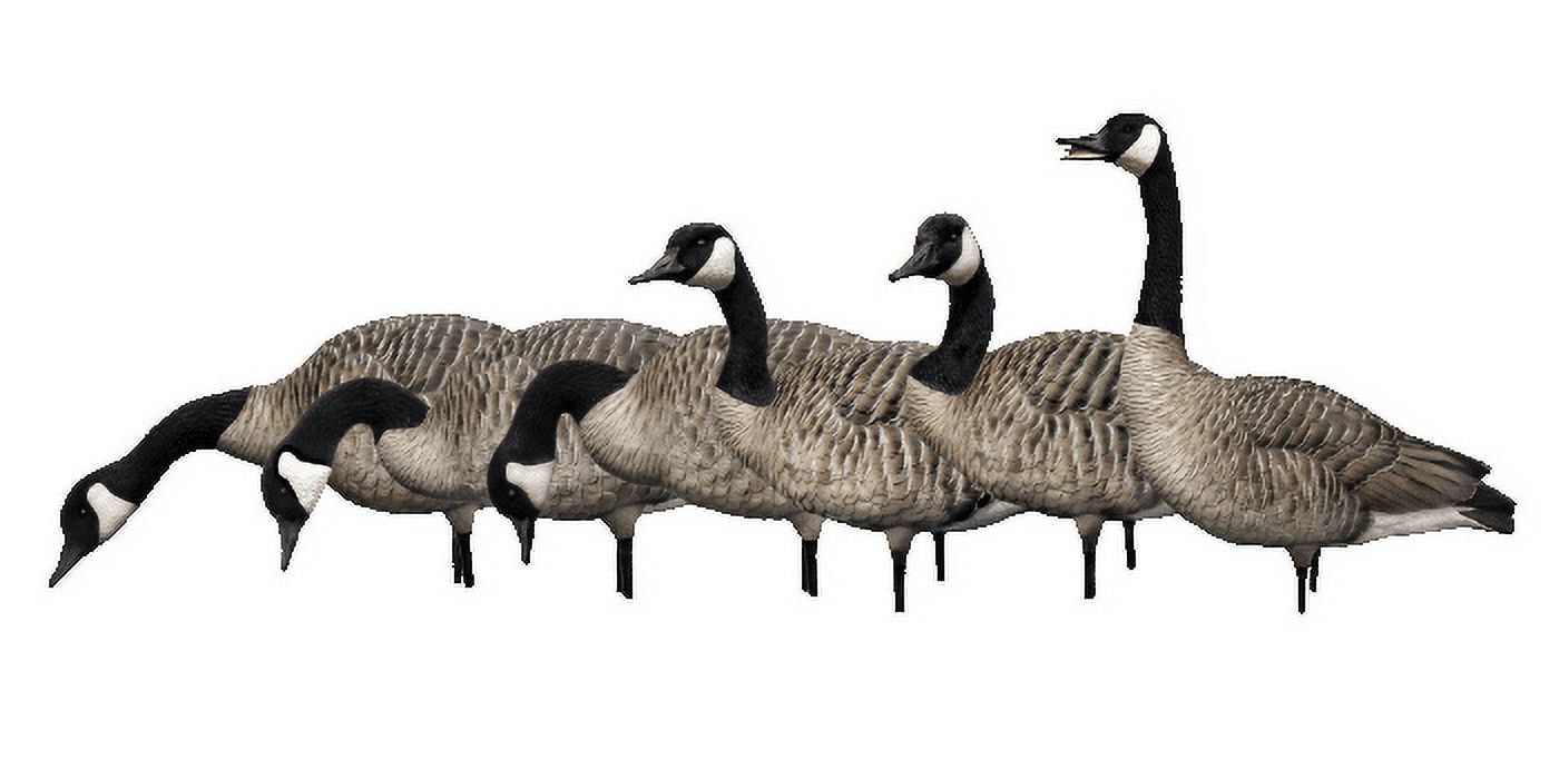 Avian X AXP Fusion Honker Goose Decoy Pack, AVX9006