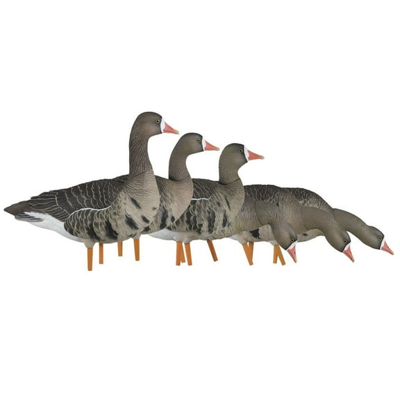 Avian X AXP Specklebelly Decoy Fusion Pack with Lasting Finish, 6 Pack