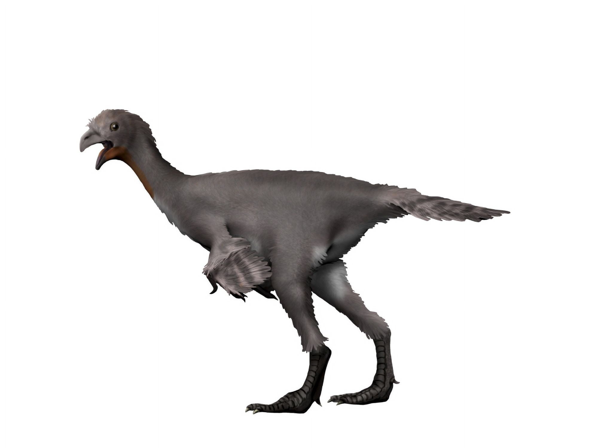 Avimimus dinosaur Canvas Art - Nobumichi TamuraStocktrek Images (33 x 25)