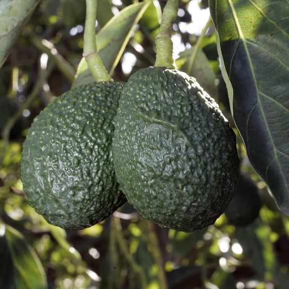 Avocado Hass Tree Live Plant Seedling, 510 Inch Tall, Tropical Avocado Fruit Plant for Srping Planting Patio, Garden, and Container Growing