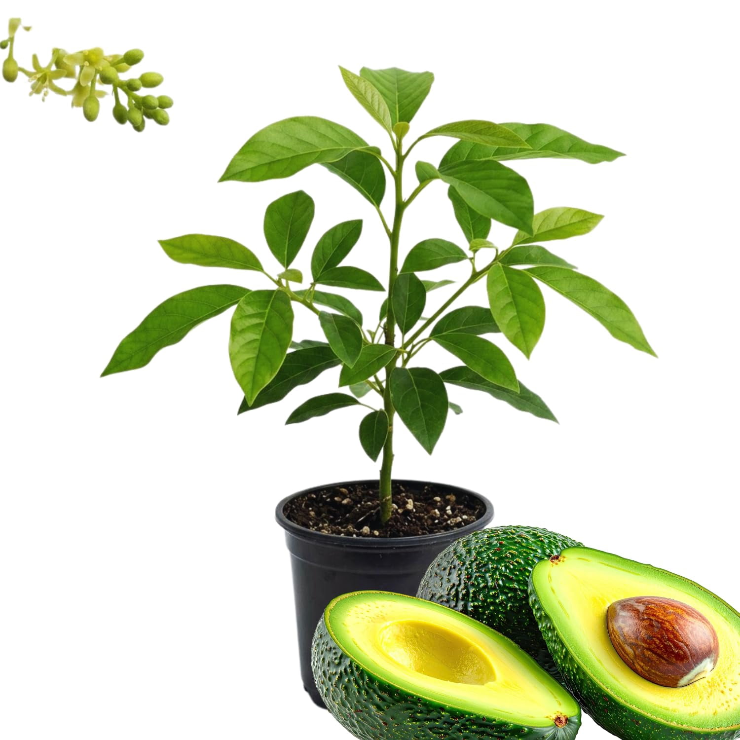 Dwarf Avocado Tree