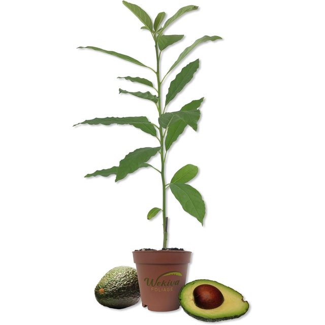 Avocado Tree Live Tree in a 4 Inch Pot Persea Americana Delicious