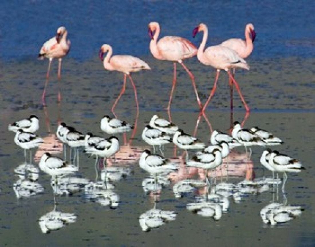 Avocets and flamingos standing in water Ngorongoro Crater Ngorongoro Conservation Area Tanzania Canvas Art - Panoramic Images (16 x 13)