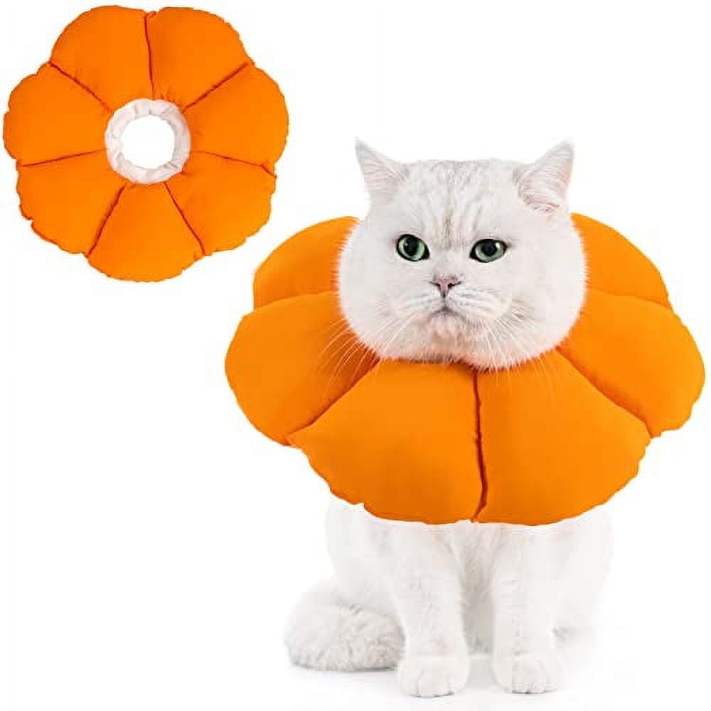 Image showcasing The 25 Best Kitten Milk Replacers - Cat Life Daily