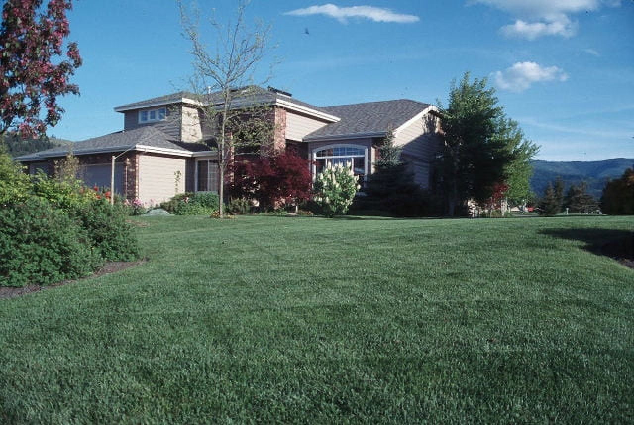 Free Shipping! Award Kentucky Bluegrass Seed 50 lbs