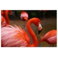 thumbnail image 1 of Awkward Styles Beautiful Flamingo Picture Pink Room Wall Art Girls Room Decor Cute Room Decorations Flamingo Room Wall Decor Flamingo Poster Decor Ideas Unframed Art Picture Home Decor Ideas, 1 of 3