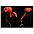 thumbnail image 1 of Awkward Styles Cute Room Decorations Beautiful Flamingo Picture Girls Room Decor Black Room Wall Art Flamingo Room Wall Decor Flamingo Poster Decor Ideas Unframed Art Picture Home Decor Ideas, 1 of 3