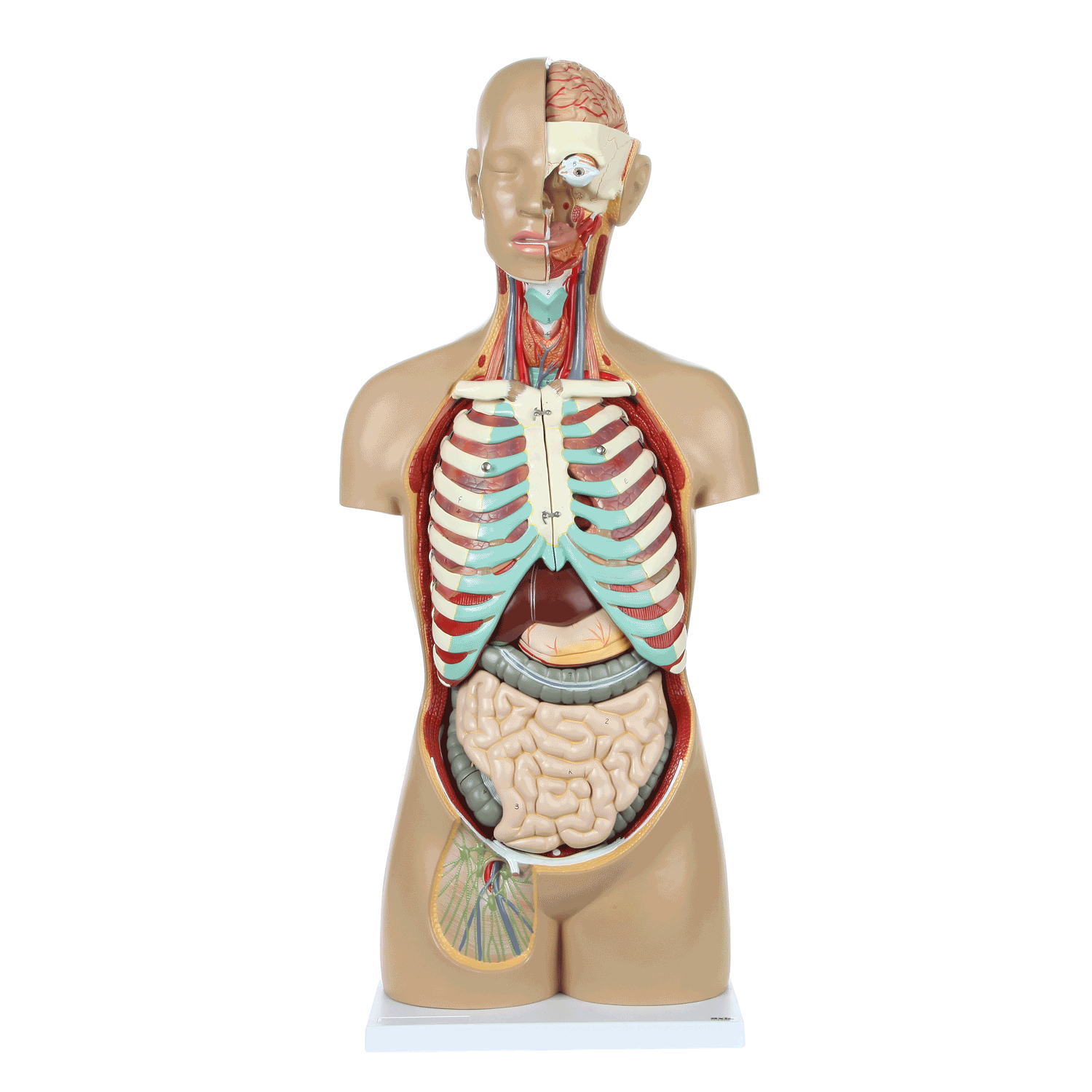 Axis Scientific 18-Part Human Torso Anatomy Model with Removable