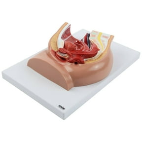 Axis Scientific 2-Part Median Section Female Pelvis Anatomy Model Includes Urinary, Vascular, Muscular Anatomy for Medical Education & Study Manual, demonstration skill, Human anatomy system miniatur