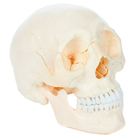 Axis Scientific 22 Part Human Skull Mode, Life Size Osteopathic Replica Composed of 22 Individual Bones, Perfect for Anatomy Study, Display and Teaching, Includes Detailed Product Manual