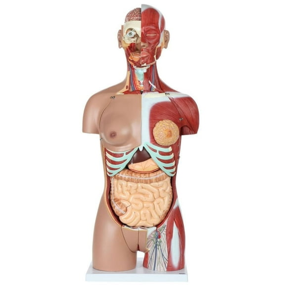 Axis Scientific 28-Part Human Torso Model with Muscles | Detailed Dual Sex Life-Size Human Body Model has 28 Removable Human Organs and Muscles | Includes Detailed Product Manual