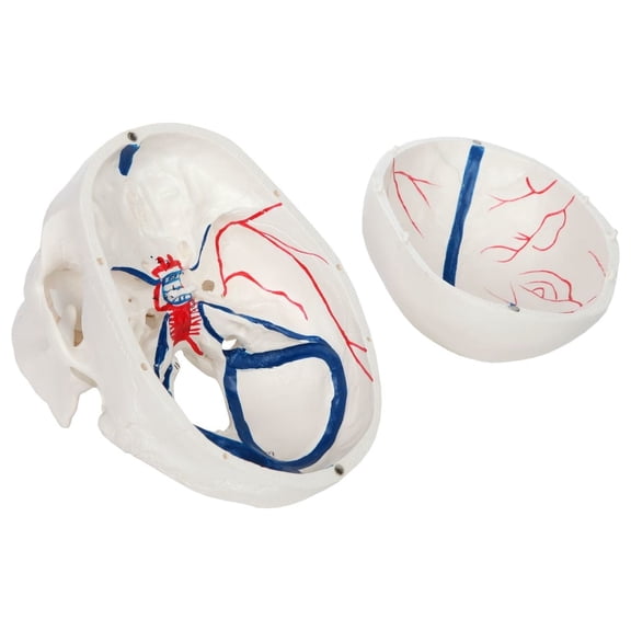 Axis Scientific 3-Part Human Skull Model with Blood Vessels Life Size Plastic Skull Arteries and Sinuses is Molded from a Real Human Skull Manual