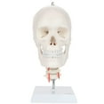 thumbnail image 1 of Axis Scientific Human Skull Model with Flexible Neck, 1 of 10