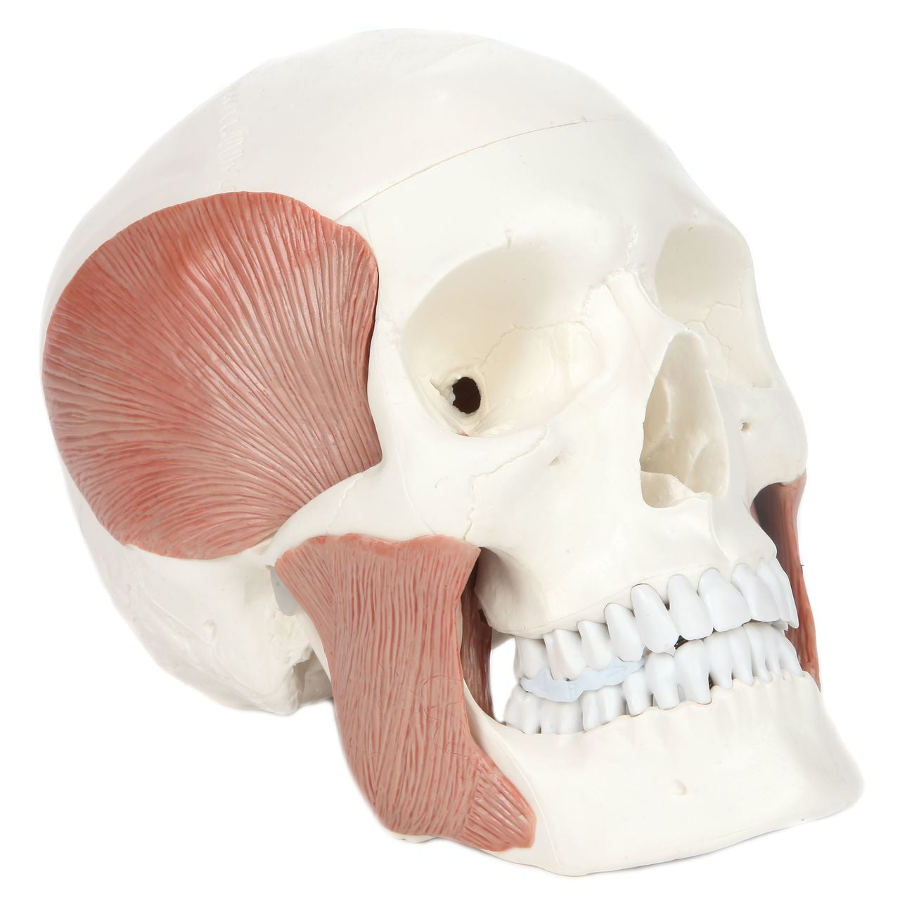 Axis Scientific 3-Part Human Skull Model with Masticatory Muscles, Life Size Skull Cast from Real Human Bones Shows Range of Motion of Jaw, Includes 3 Year Warranty
