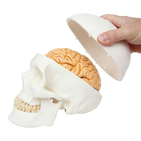 Axis Scientific 3-Part Human Skull Model with Removable 8-Part Brain, Life Size Plastic Skull is Molded from a Real Human Skull, Includes Detailed Product Manual, 3 Year Warranty