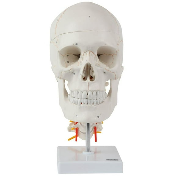 Axis Scientific 3 Part Human Skull and Cervical Vertebrae with 8 Part Brain - Human Realistic Skull Model, Removeable Calvaria Nerves Students Medical Professionals Professors Display
