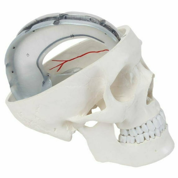 Axis Scientific 3-Part Human Skull Model, Life Size Numbered Replica Features Dura Mater, Blood Vessel Pathways, and Sinus Cavities, Includes Detailed Product Manual for Study