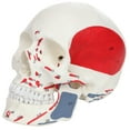 thumbnail image 1 of Axis Scientific Life Size 3-Part Painted and Numbered Human Skull Model | Muscle Origin and Insertion Points for 48 Muscles | Includes Detailed Product Manual, 1 of 9