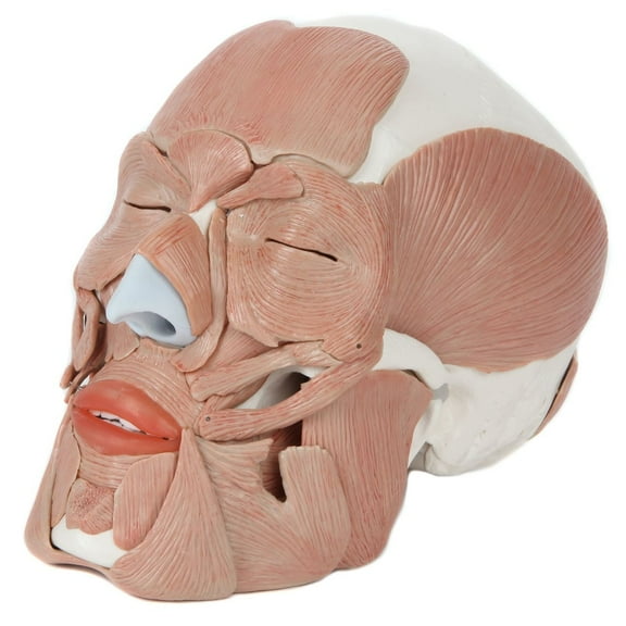 Axis Scientific Life-Size Human Skull Model with Facial Musculature and 36 Removable Parts