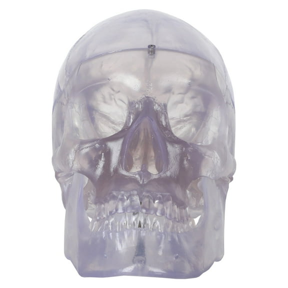 Axis Scientific 3-Part Life-Size Clear Human Skull - Detailed Articulated Translucent Anatomy Model for Anatomists and Medical Students - Display Human Skull Features - Durable and Realistic