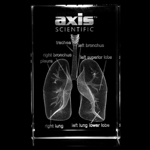 Axis Scientific 3D Etched Glass Human Pulmonary Model - Made from Thick Durable Glass - Perfect for Gifting and Display - Laser Etched - Great for Home or Office