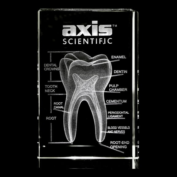 Axis Scientific 3D Etched Glass Human Tooth Model - Made from Thick Durable Glass - Perfect for Gifting and Display - Laser Etched - Great for Home or Office