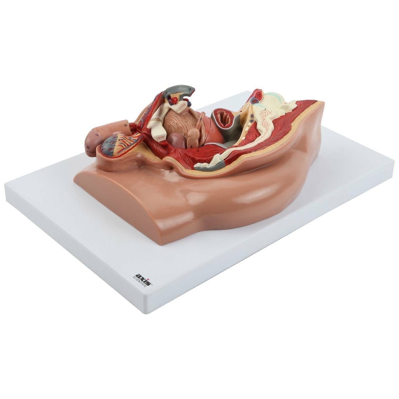 Axis Scientific 4-Part Median Section Male Pelvis Anatomy Model - Human anatomy system miniature, Medical Education & Study Manual, demonstration skill, Human anatomy system miniature