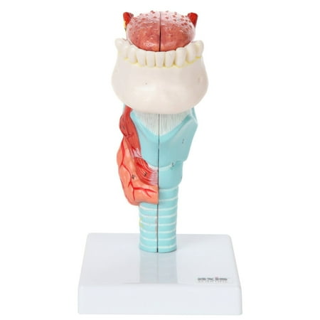 Axis Scientific 5 Part Larynx and Tongue Anatomical Model, human anatomy model, anatomical model, anatomical throat models digestive system, medical professional