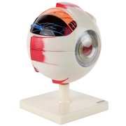 Axis Scientific 5X Life-Size Human Eye Model, 7-Part Anatomy Replica with Stand