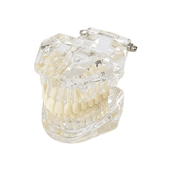 Axis Scientific Adult Clear Jaw Model with Healthy Teeth - Detailed Articulated Translucent Anatomy Model for Dentistry and Study - Demonstrate Proper Dental Hygine - Durable and Realistic