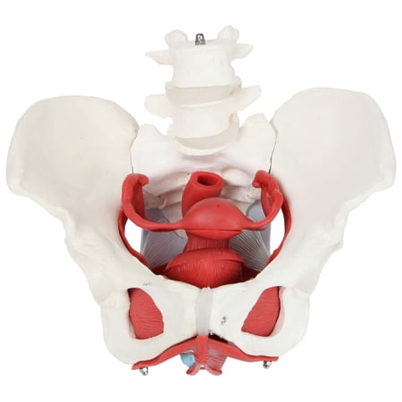 Axis Scientific Anatomy Model of Female Pelvis, Pelvic Floor Muscles and Reproductive Organs | Removable Organs Include Uterus, Colon and Bladder | Includes Product Manual | 3 Year Warranty
