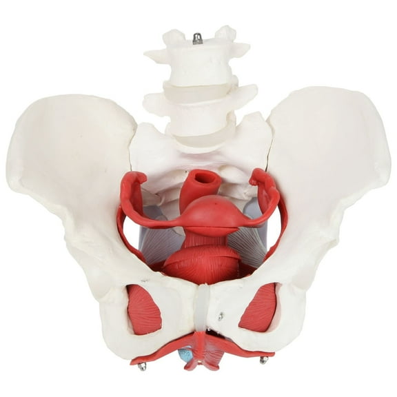 Axis Scientific Anatomy Model of Female Pelvis, Pelvic Floor Muscles and Reproductive Organs | Removable Organs Include Uterus, Colon and Bladder | Includes Product Manual | 3 Year Warranty