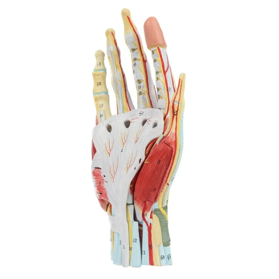 Axis Scientific Anatomy Model of Hand with Muscles, Ligaments, Nerves, Arteries, 7 Removable and Numbered Parts Show Internal Hand Detail and Structure, Includes Product Manual and 3 Year Warranty