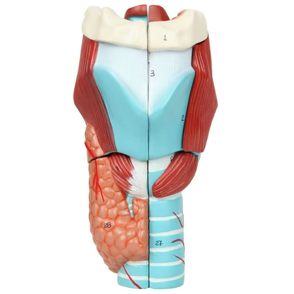Axis Scientific Anatomy Model of Human Larynx | Model is 9 Inches Tall and 5 Times Life Size | Details Anatomy of Vocal Folds and Dissects Into 5 Parts | Comes with a Study Manual and 3 Year Warranty