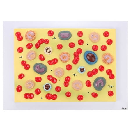 Axis Scientific Anatomy Model of Human Red Blood Cells | Model is Enlarged to Show Cellular Detail of Plasma, Platelets, Granulocytes, and Monocytes | Includes Product Manual and 3-Year Warranty