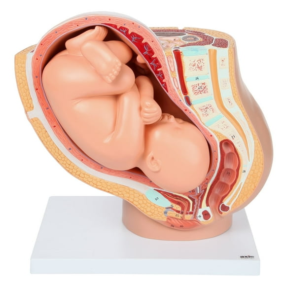 Axis Scientific Anatomy Model of Pregnancy Pelvis - Includes a Full-Term Removable Fetus Model, Anatomy of the Placenta and More than 40 Anatomical Landmarks, with Worry Free 3 Year Warranty