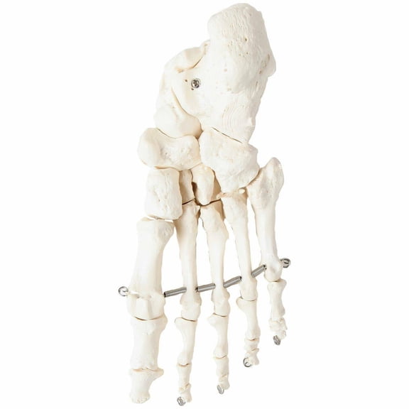 Axis Scientific Skeletal Foot | Right | Fully Articulated Flexible Foot Skeleton is Secured with Quality Wire To Demonstrate Movement | Includes Product Manual