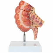 Axis Scientific Caecum and Appendix Anatomy Model | Large Intestine Anatomy Model Enlarged 1.5 Times Life Size | Digestive System Anatomy Model With Appendix
