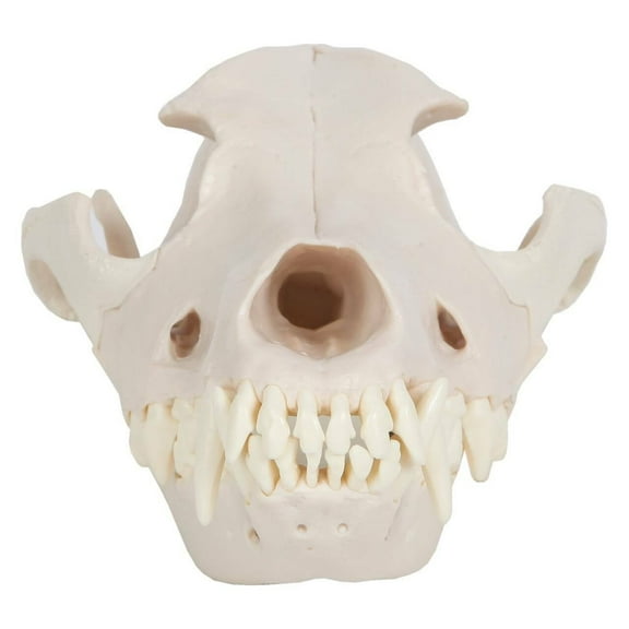 Axis Scientific Canine Skull with Articulating Jaw - Animal anatomy system miniature, scientific anatomy model, mini figure, demonstration skill, educational model