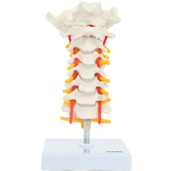 Axis Scientific Cervical Spine Model with Spinal Nerves and Arteries | Vertebrae Model Shows Bony Landmarks of the Cervical Spine and Has Occipital Bone | Comes on Base | 3-Year Warranty