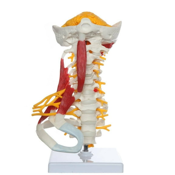 Axis Scientific Cervical Spine Anatomy Model with Occipital Bone, Nerves, and Muscles